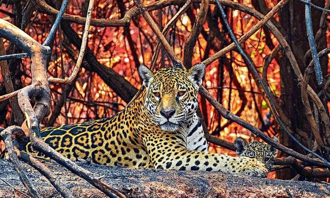 Incêndios destruindo o Pantanal há mais de um mês! Mais de 7% de todo o Pantanal já foi consumido pelo fogo! Animais e pessoas correndo risco, respirando fumaça. Cadê as ações, <a href="/LulaOficial/">Lula</a>?