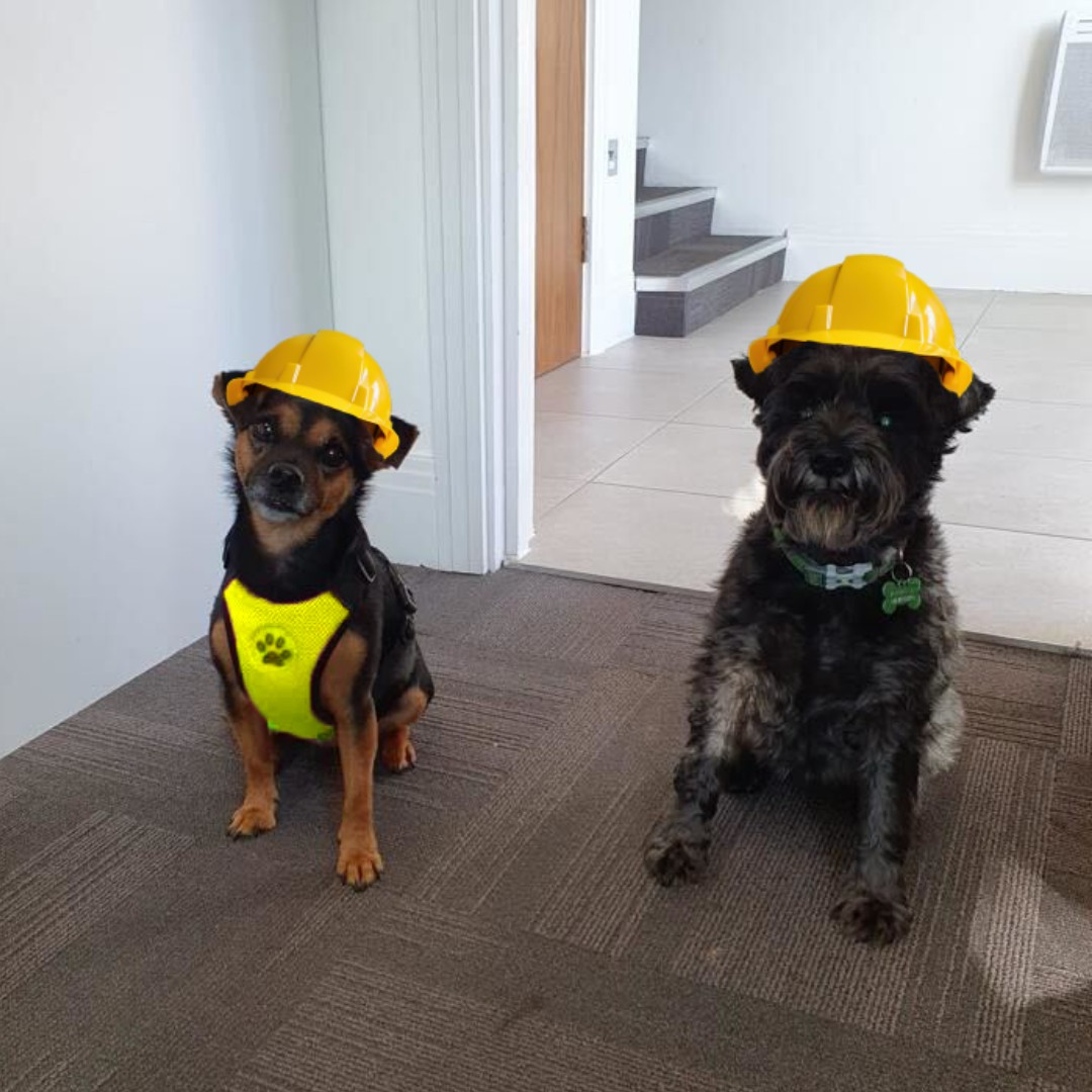 Forayshomes's tweet photo. We love visitors! Meet the adorable Lottie and Ruby, who popped in to share their new build recommendations with the team 🐶 https://t.co/bTlKJbMi2C