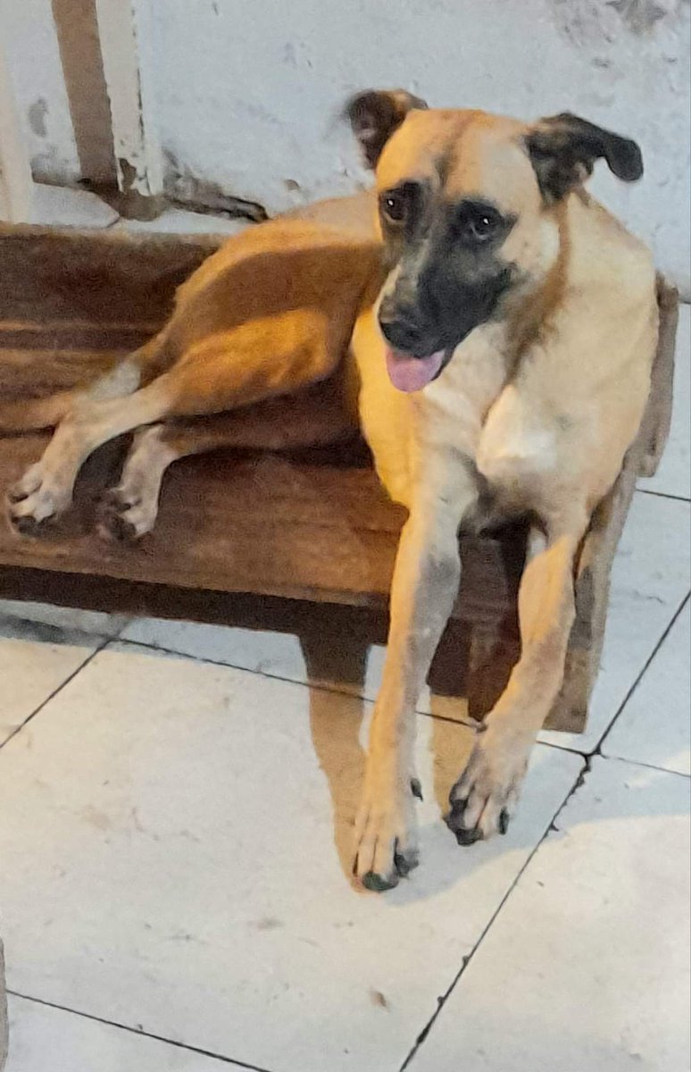 salvandohocicos's tweet photo. En adopción Roky🧡
Necesita patio limpio y seguro, lugar donde pueda correr y ser guardián...
Tiene dos años, tamaño grande, castrado, nexgard vacunas y antirrábica al día, leishmaniasis negativo. 
Información o entrevista 
al wsp 0982 526894. https://t.co/3hlbHVJcVz