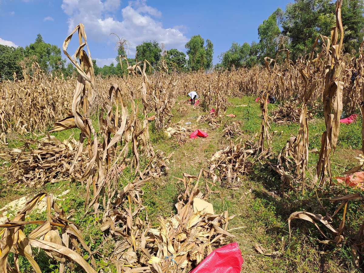 DerejeTirfessa's tweet photo. Happening now:
Harvesting on farm trials in Omonada,Jimma Zone.
#GAIA
#AcidSoils
#Onfarmtrials
#Agronomy
#CIMMYT #Ethiopia https://t.co/3akFvrez4W
