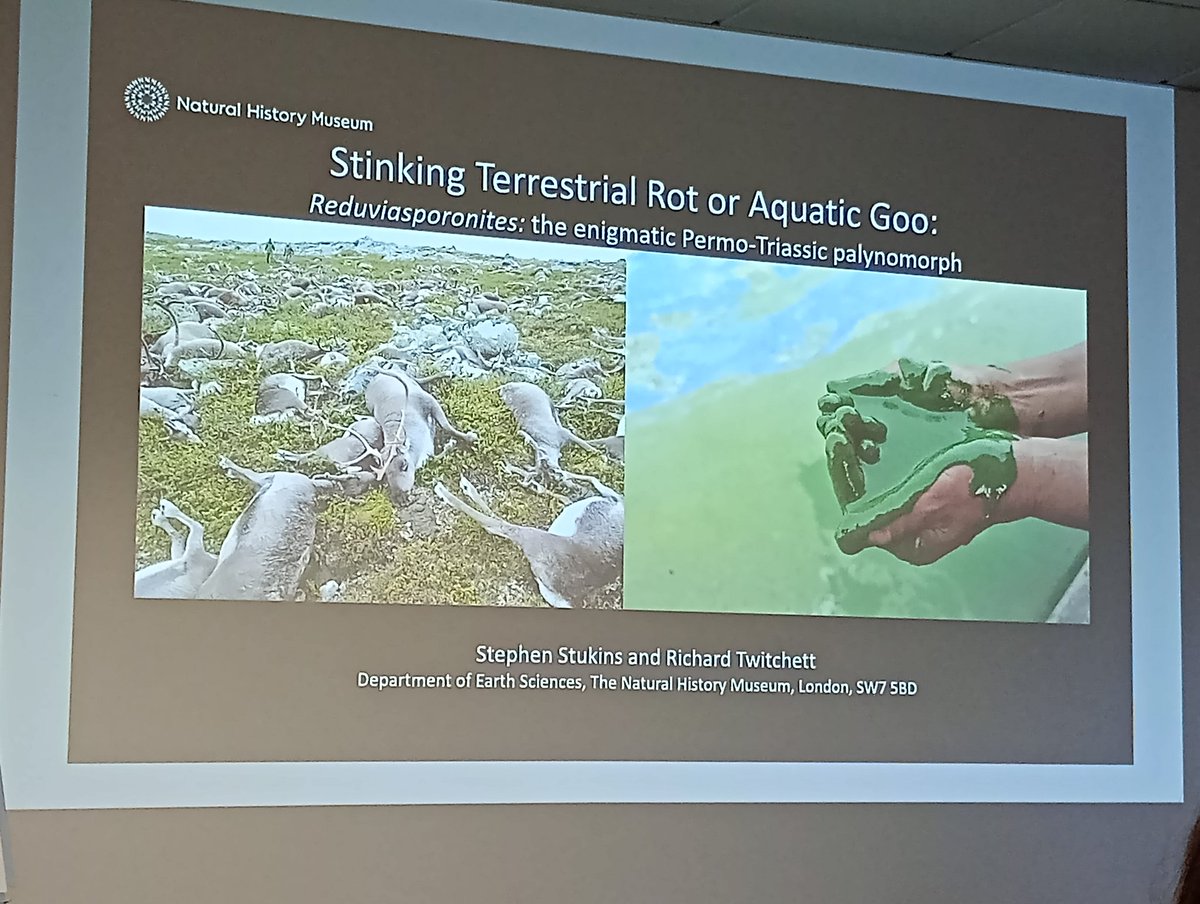 PaulaNarvaez78's tweet photo. When you thought what this has to do with micropalaeo? Well it did! Dr. Stukins showing the "clear" differences between fungi and algae. Never stops surprising #TMS23 @stooks2001 @NHM_London @NHM_Micropalaeo https://t.co/VA4EfL5cSe