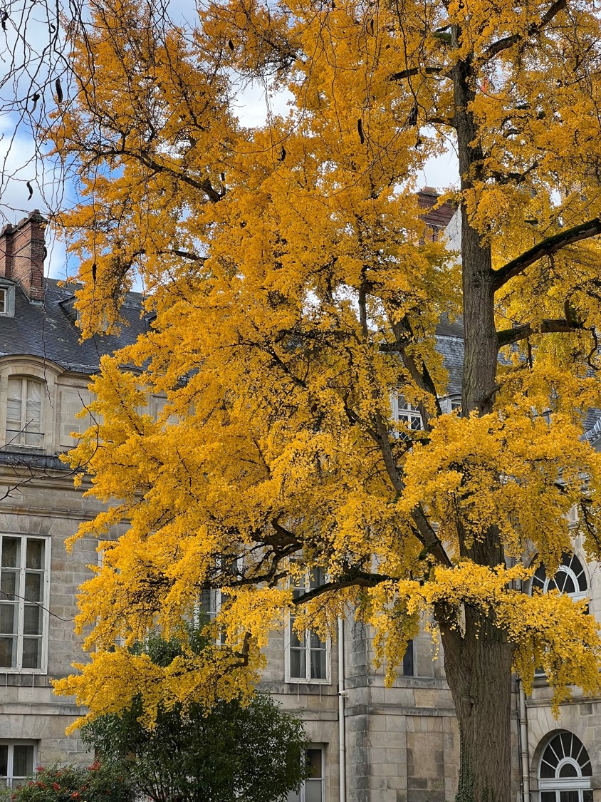 CFontainebleau's tweet photo. 𝗟'𝗔𝗨𝗧𝗢𝗠𝗡𝗘 𝗔𝗨 𝗖𝗛𝗔𝗧𝗘𝗔𝗨 | Les jolies couleurs de l'automne dans le jardin de Diane.
© Château de Fontainebleau – Thibaut Vignez-Scott
#promenade #balade #idéesortie #visitparis #chateau #fontainebleau #château #chateaudefontainebleau #nature #automne #autumn https://t.co/WkwRNiqkTz