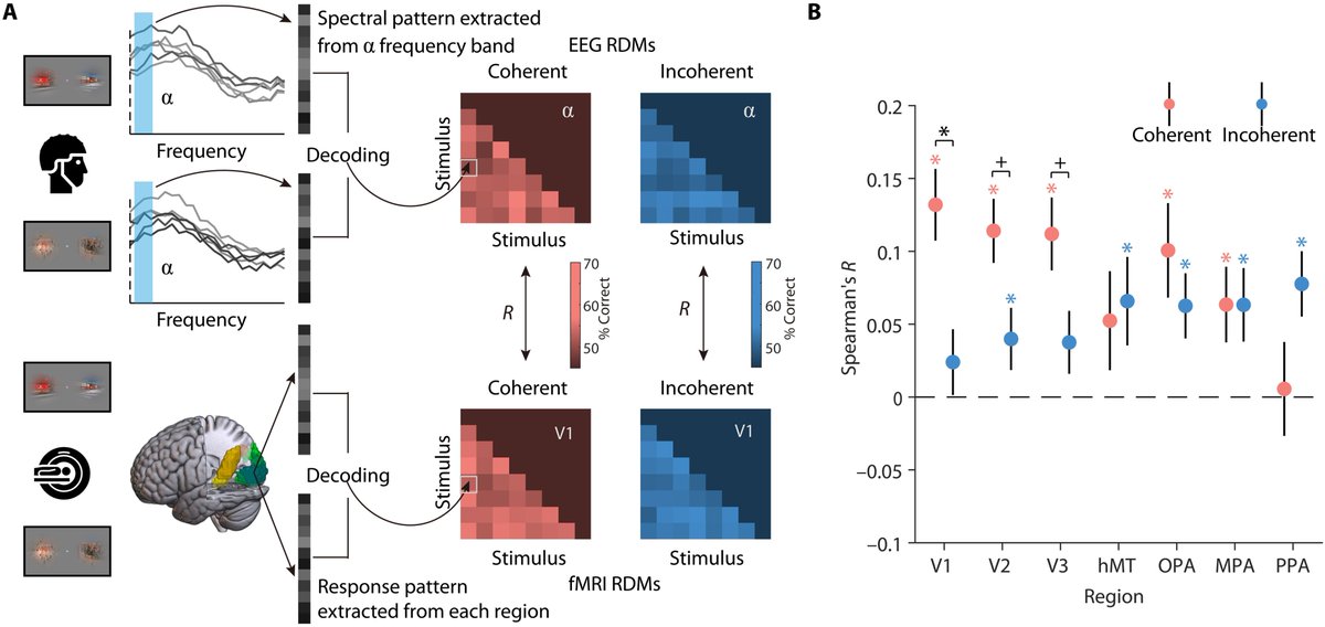 Lixiang Chen (@lixiangchen_) on Twitter photo Now it's out in <a href="/ScienceAdvances/">Science Advances</a> science.org/doi/10.1126/sc….
Using EEG and fMRI data, we found that top-down feedback mediated by cortical alpha dynamics plays a key role in the construction of coherent visual experiences. With Daniel Kaiser and Radek Cichy. <a href="/CCNBerlin/">Center for Cognitive Neuroscience Berlin</a> Now it's out in <a href="/ScienceAdvances/">Science Advances</a> science.org/doi/10.1126/sc….
Using EEG and fMRI data, we found that top-down feedback mediated by cortical alpha dynamics plays a key role in the construction of coherent visual experiences. With Daniel Kaiser and Radek Cichy. <a href="/CCNBerlin/">Center for Cognitive Neuroscience Berlin</a>