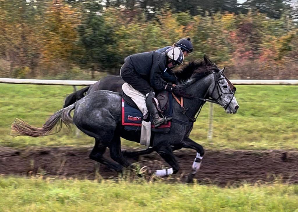 _ctdracing's tweet image. Luna Dora runs today @DoncasterRaces at 2.45 with a good chance of building on her second at Uttoxeter last time out.

Good Luck to Ben Poste and @symondsracing 

A few shares available at £95pm 
Contact george@ctdracing.co.uk

#attheraces #HorseRacing #ctdracing🏇