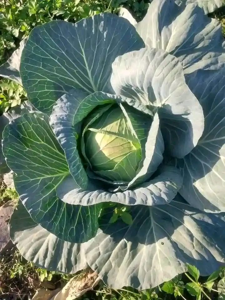 JNemudzivhadi's tweet photo. My Name is Mukhada Kundani👩🏽 ,A  farmer from Limpopo (Hamatsika)📍🇿🇦#Bulk orders are available for those who want to buy and resell and also for those who wnt to feed their animals
#Plz help me by sharing this post myb my nxt clients are on your Timeline 🙏🏽
My cntcs👉0678117512 https://t.co/PjaOhlhWXF