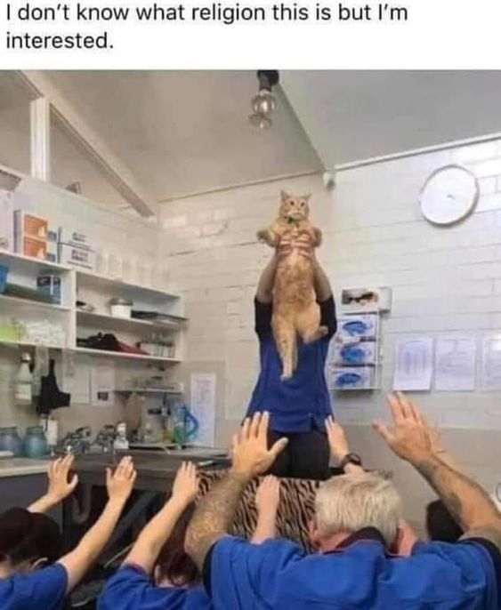 WholesomeMemes tweet media