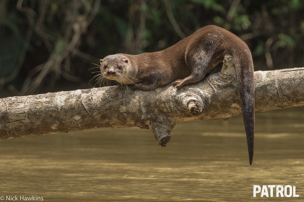 La Reserva #IndioMaíz es la casa de una variedad impresionante de animales. Su diversidad en colores, formas, sonidos y tamaños crea un verdadero santuario animal. Preservar este hábitat es crucial, porque muchos de estos seres están amenazados o en peligro de extinción.