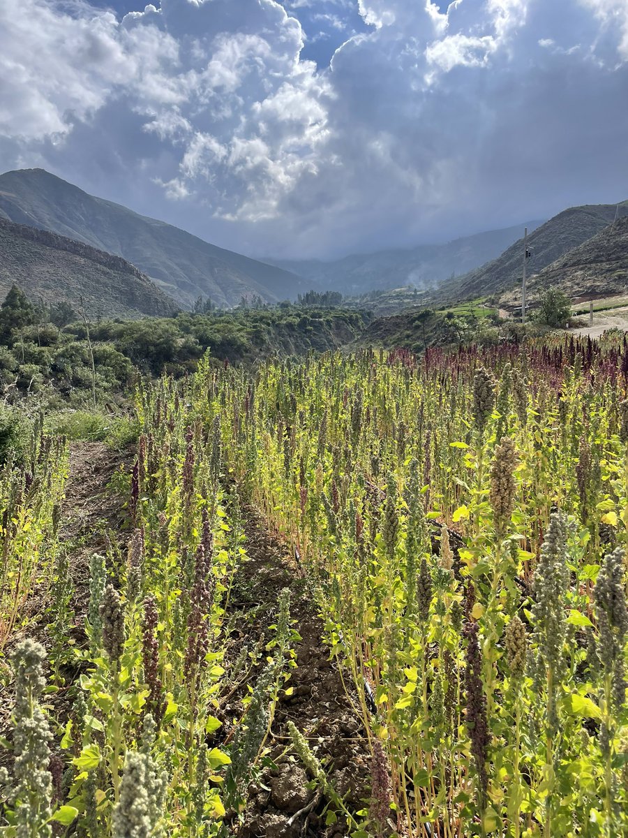 agroferias's tweet photo. Visitando los campos de nuestros socios. Desde Caraz con cariño para las Agroferias. #huaraz #alimentacionsaludable #quinua https://t.co/7XRAjAXSIO
