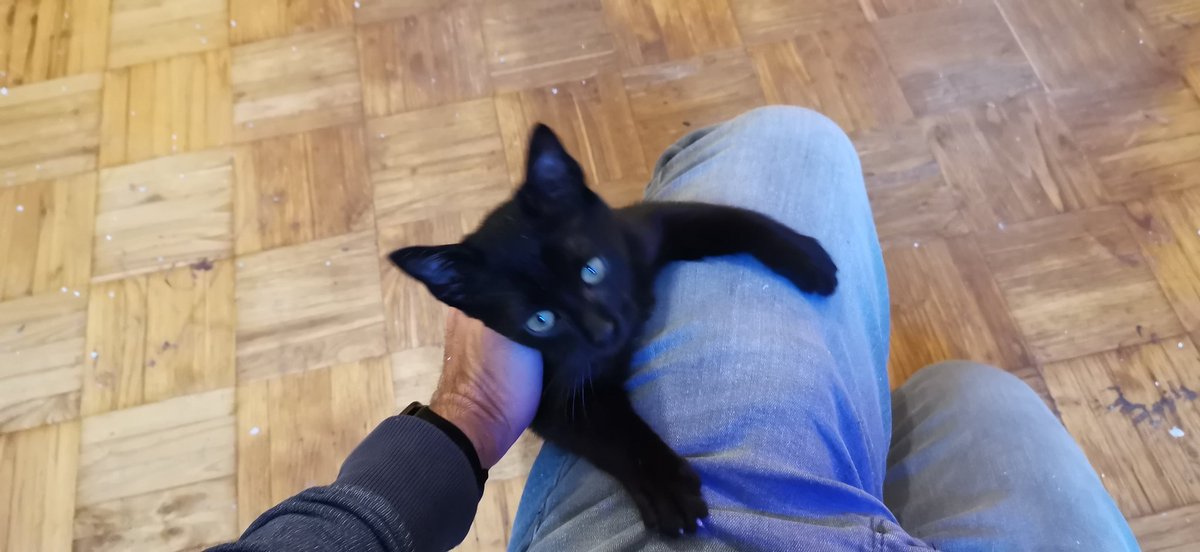 GabiGabrielin's tweet photo. En #Coruña
Este precioso gatito de 4 meses necesita urgentemente buscar un hogar.
Yo ya tengo 2 y me resulta imposible quedarme con él.
Est�� desparasitado y es muy muy cariñoso y juguetón. https://t.co/TREeBq7X97