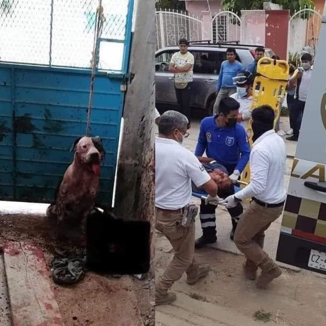 DOG THAT DEFENDED HIS HOUSE FROM A THIEF WILL NOT BE SACRIFICED.
Max is a Pitbull dog from Copoya, Chiapas, who tore off part of a thief's arm when he tried to break into his house. The thief's family requested that Max to be euthanized because he literally tore off the thief's