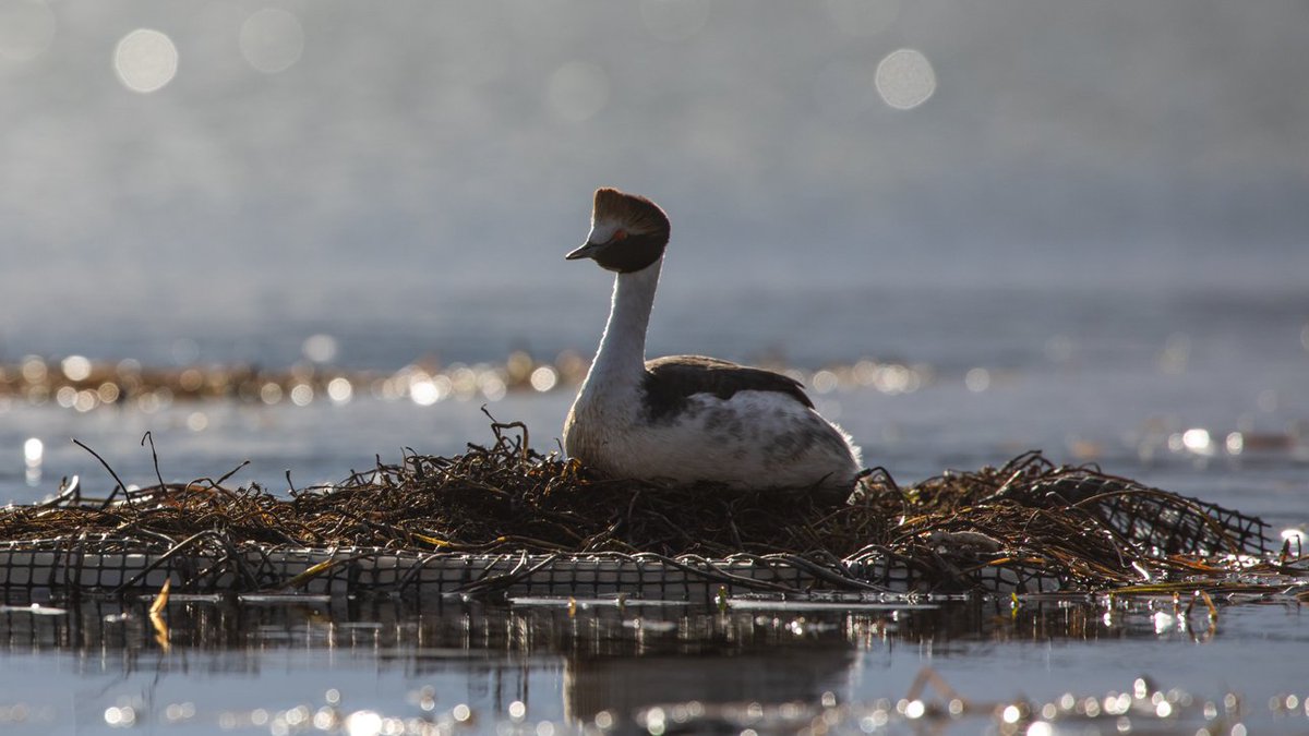 EDGEofExistence's tweet photo. Flying in fourth in our #WingingItWednesday series we have the Hooded Grebe
Fly by facts:
Scientific name
Podiceps gallardoi
Conservation Status
Critically Endangered
Locations
Argentina and Chile
EDGE Fellow Kini Ignacio Roesler, Latin America cohort 2015 https://t.co/G0OM10ug3y