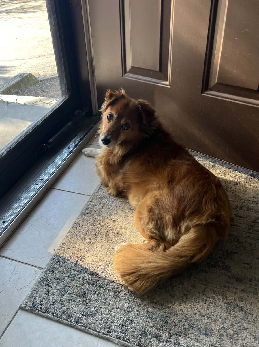 mara_calv's tweet photo. @brianne2k Mara and this very handsome boy are joining fresh off our very long park walk. Every day is #pupchat here. #popchat https://t.co/tDD9rAO8ab