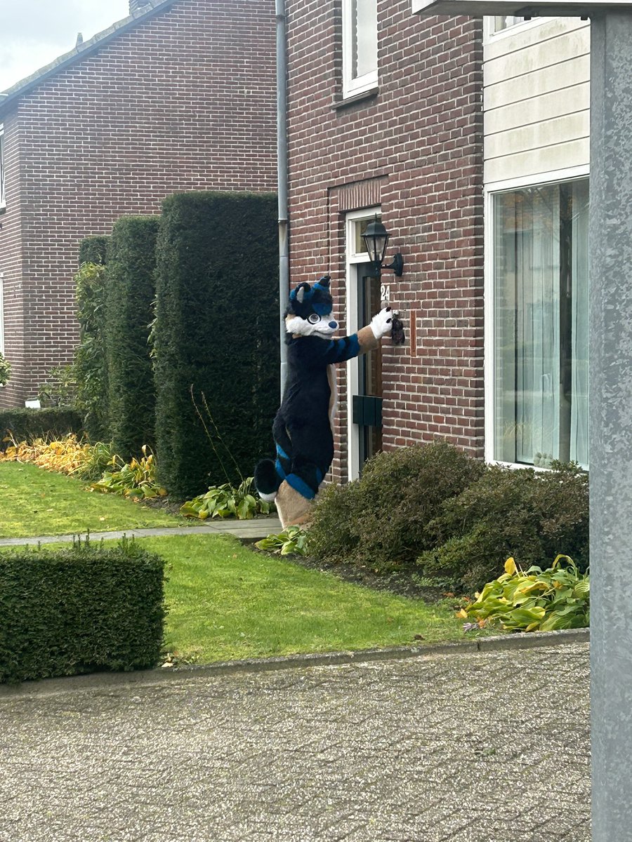 Mexxhusky's tweet photo. #FursuitFriday

just ring the neighbor's doorbell https://t.co/vzf6zbAoRW
