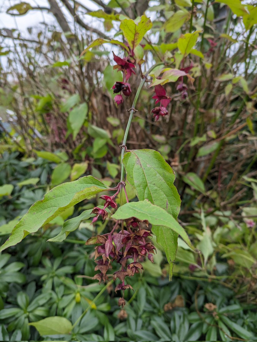 Botanists can still have an enjoyable and educational time even in Winter! Bramble identified with Ciaran Bruton today and non-native species with @phoebeob1 ! Rubus ulmifolius and Rubus armeniacus. A new non-native species spot on campus, Leycesteria formosa. #Brambles #Botany