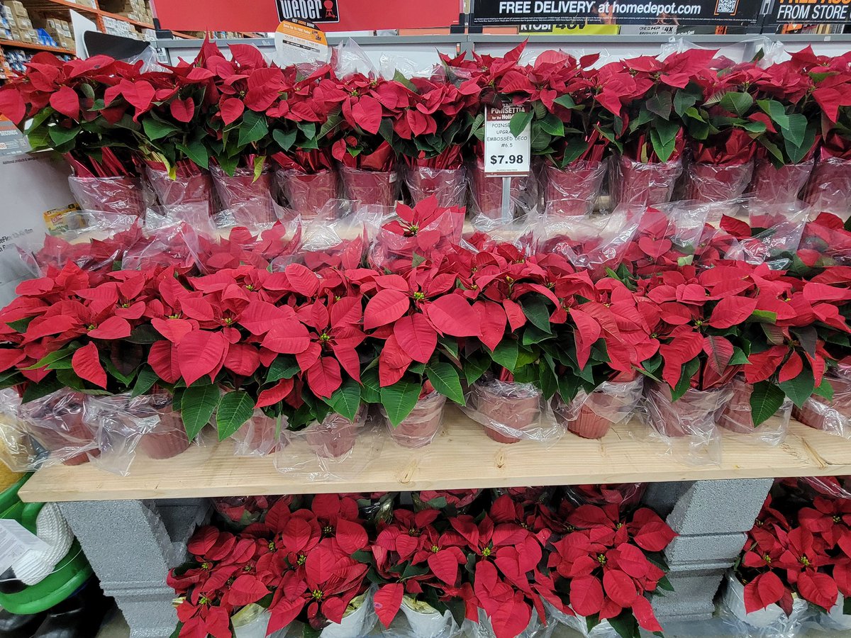 The Home Depot #2559 Frederick, Maryland is knocking it out of the park with poinsettias, holiday and so much more.  Go grab your holiday fun &amp; inspiration today. Great job team Bell! #poinsettias #holiday #holidays #holidayseason <a href="/brettguthrie8/">Brett</a> <a href="/brianfrombell/">Brian Harrison</a>