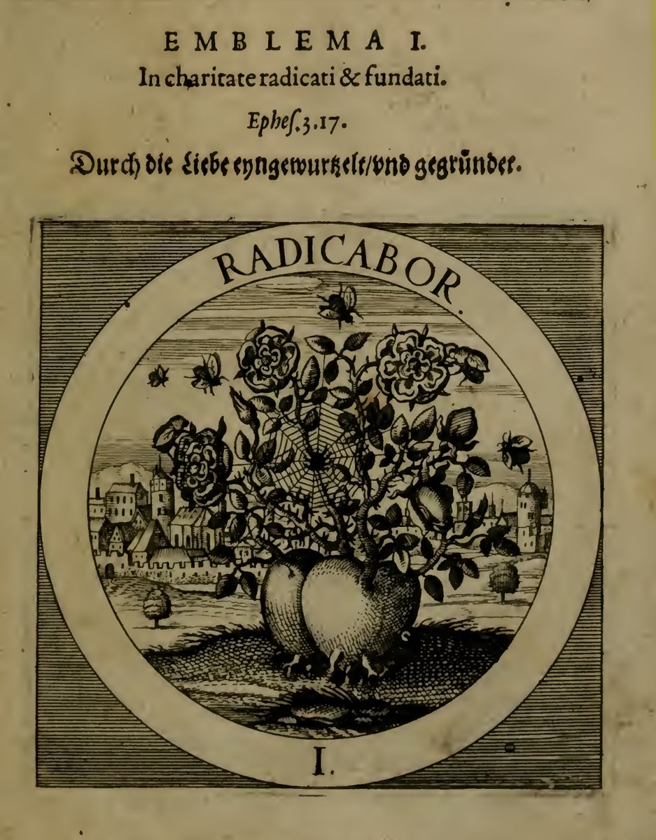 "Radicabor."
"Kök salacağım."

"In charitate radicati &amp; fundati."

"İyi olanın içinde kökleneceğim &amp; doğallaşacağım."