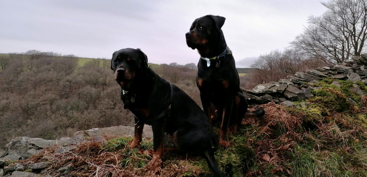 What do you mean , it’s WAY too early for Christmas dinner
          😋💗🙄🎅🎄
......We were born ready!
#rottie #rottweiler