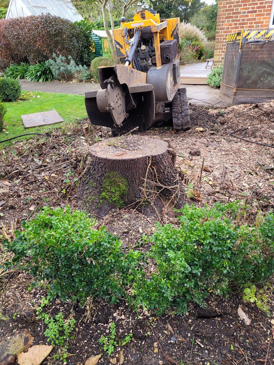 TreeGrinding tweet picture