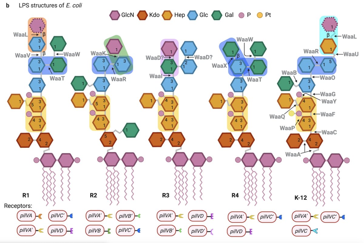 Communications Biology (@commsbio) on Twitter photo A large collection of single-gene deletion mutants was screened by <a href="/RodrigueLab/">Rodrigue Lab</a> to identify specific LPS structures recognized by specialized adhesins found in a type IV pilus encoded by conjugative plasmid TP114 to enable high transfer rates in fluids.
nature.com/articles/s4200… A large collection of single-gene deletion mutants was screened by <a href="/RodrigueLab/">Rodrigue Lab</a> to identify specific LPS structures recognized by specialized adhesins found in a type IV pilus encoded by conjugative plasmid TP114 to enable high transfer rates in fluids.
nature.com/articles/s4200…