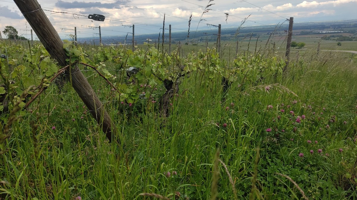 EU heeft het gebruik van #glyfosaat met tien jaar verlengd. Ondanks de nadelen voor bodemleven en mogelijk gezondheid, wordt het nog regelmatig gebruikt in #wijnbouw. Deze lente hebben we twee foto's gemaakt die duidelijke verschil tonen. Links: glyfosaat | Rechts: biologisch🌱