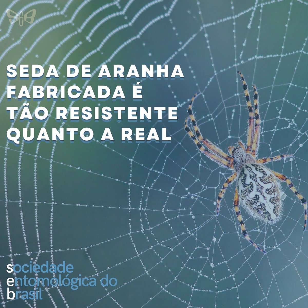 seb_entomologia's tweet photo. Cientistas de uma equipe internacional de pesquisa produziram as primeiras fibras artificiais cuja resistência se assemelha às produzidas por aranhas. O trabalho foi feito utilizando células modificadas. 🕸️🕷️🕸️

https://t.co/IfNSDNlkR6 https://t.co/aKQPYGZx5r