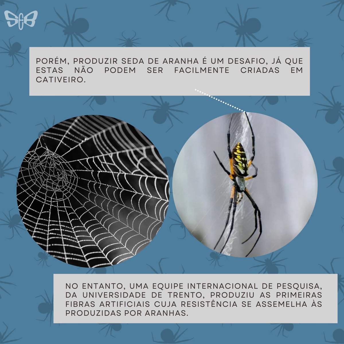 seb_entomologia's tweet photo. Cientistas de uma equipe internacional de pesquisa produziram as primeiras fibras artificiais cuja resistência se assemelha às produzidas por aranhas. O trabalho foi feito utilizando células modificadas. 🕸️🕷️🕸️

https://t.co/IfNSDNlkR6 https://t.co/aKQPYGZx5r