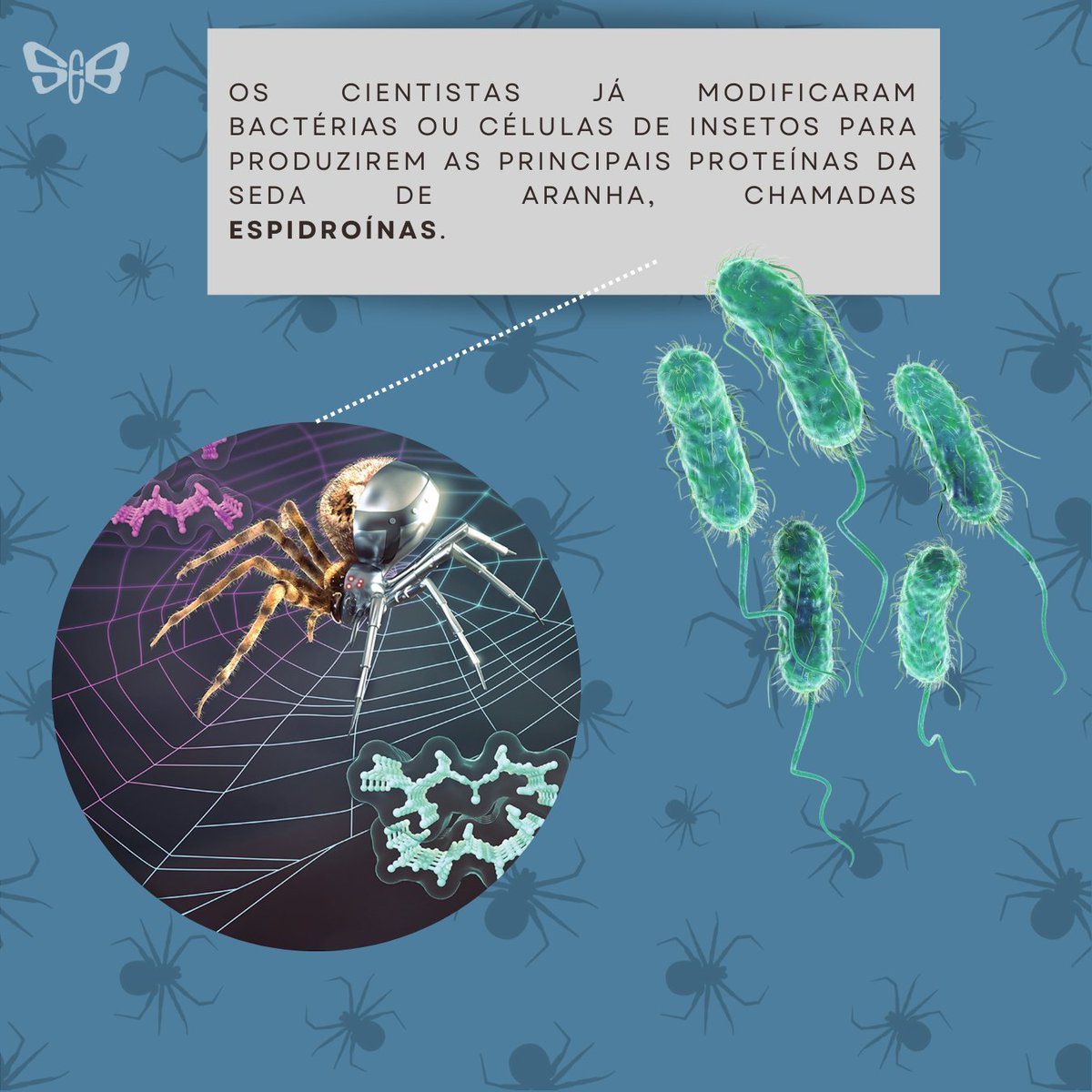seb_entomologia's tweet photo. Cientistas de uma equipe internacional de pesquisa produziram as primeiras fibras artificiais cuja resistência se assemelha às produzidas por aranhas. O trabalho foi feito utilizando células modificadas. 🕸️🕷️🕸️

https://t.co/IfNSDNlkR6 https://t.co/aKQPYGZx5r