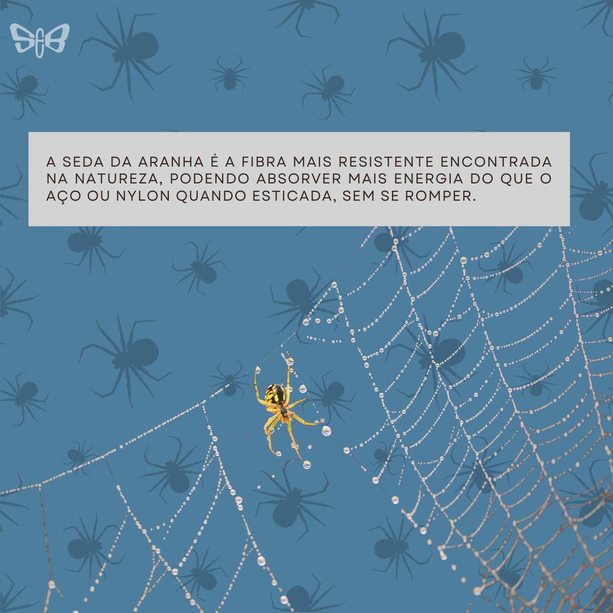 seb_entomologia's tweet photo. Cientistas de uma equipe internacional de pesquisa produziram as primeiras fibras artificiais cuja resistência se assemelha às produzidas por aranhas. O trabalho foi feito utilizando células modificadas. 🕸️🕷️🕸️

https://t.co/IfNSDNlkR6 https://t.co/aKQPYGZx5r