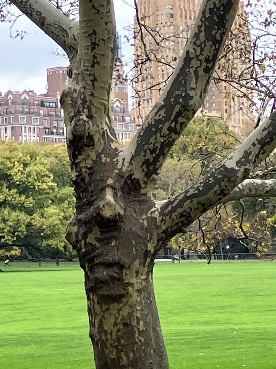 ctny's tweet photo. @HarrySmith @CentralParkNYC ❤️ https://t.co/LAgmTCEVVI