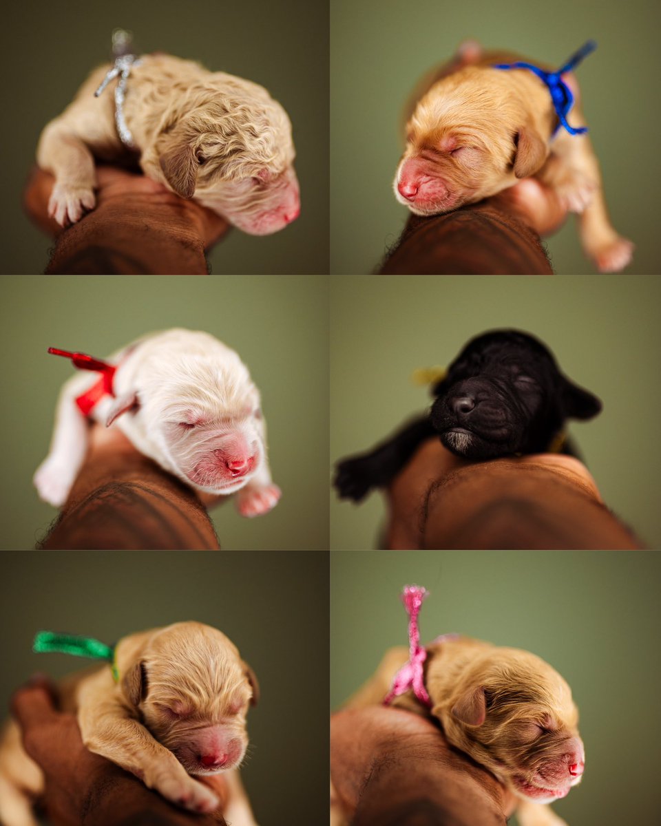 rogerrickjones's tweet photo. Our Second and Last Litter. 
Welcome little ones. 
Let’s find your homes.

F2 Golden Doodles
2 days old
Will be ready for pick up 12/30/23

DM for details. https://t.co/2gsi5gQk9W
