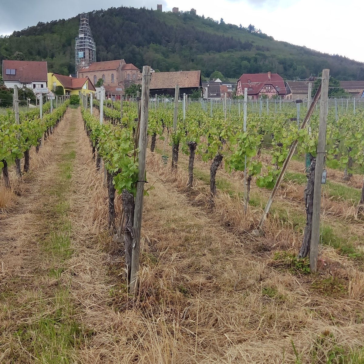 DomaineAlsace's tweet photo. EU heeft het gebruik van #glyfosaat met tien jaar verlengd. Ondanks de nadelen voor bodemleven en mogelijk gezondheid, wordt het nog regelmatig gebruikt in #wijnbouw. Deze lente hebben we twee foto's gemaakt die duidelijke verschil tonen. Links: glyfosaat | Rechts: biologisch🌱 https://t.co/W0RyqRiKTI