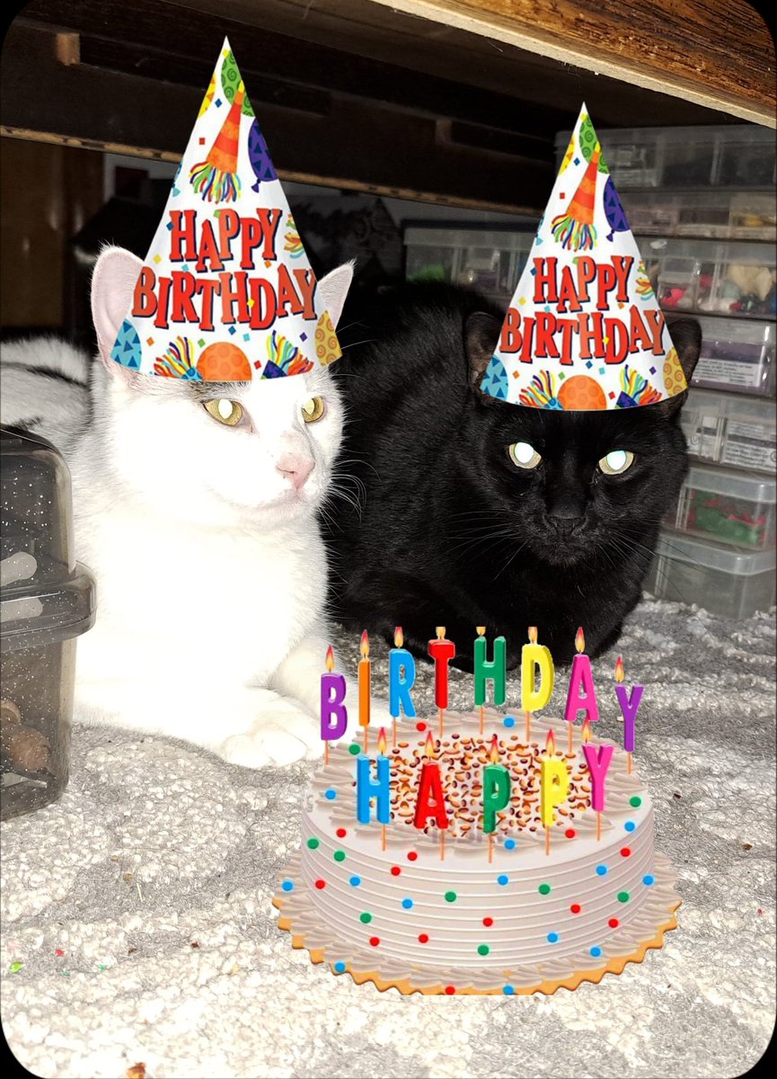 TheCatMalice's tweet photo. @ZombieSquadHQ @puppy_ted @ZSBirthday @BengalPandora @RhondaHendee @ThorSelfies @Burrow43 @MuddlesDog Happy birthday Ted! ~Admiral Maice and Sergeant Mayhem #ZSHQ https://t.co/5jmhmxTAJv
