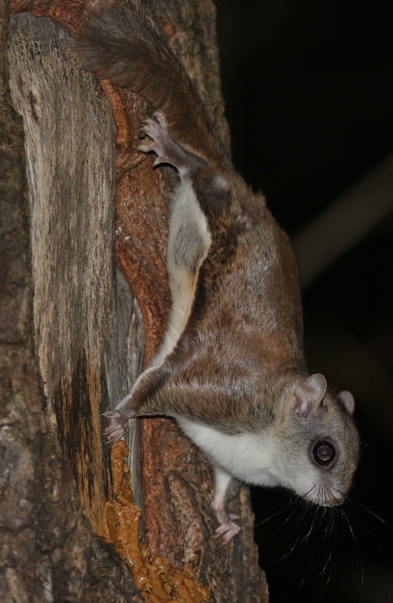 Have you seen any flying squirrels lately? These squirrels are most active in the dark, foraging for seeds, nuts, fruits, fungi and more. While they don't really fly, they do glide from tree to tree. 📷 courtesy of Judy Gallagher/CC BY 2.0 flic.kr/p/2mJAYH2