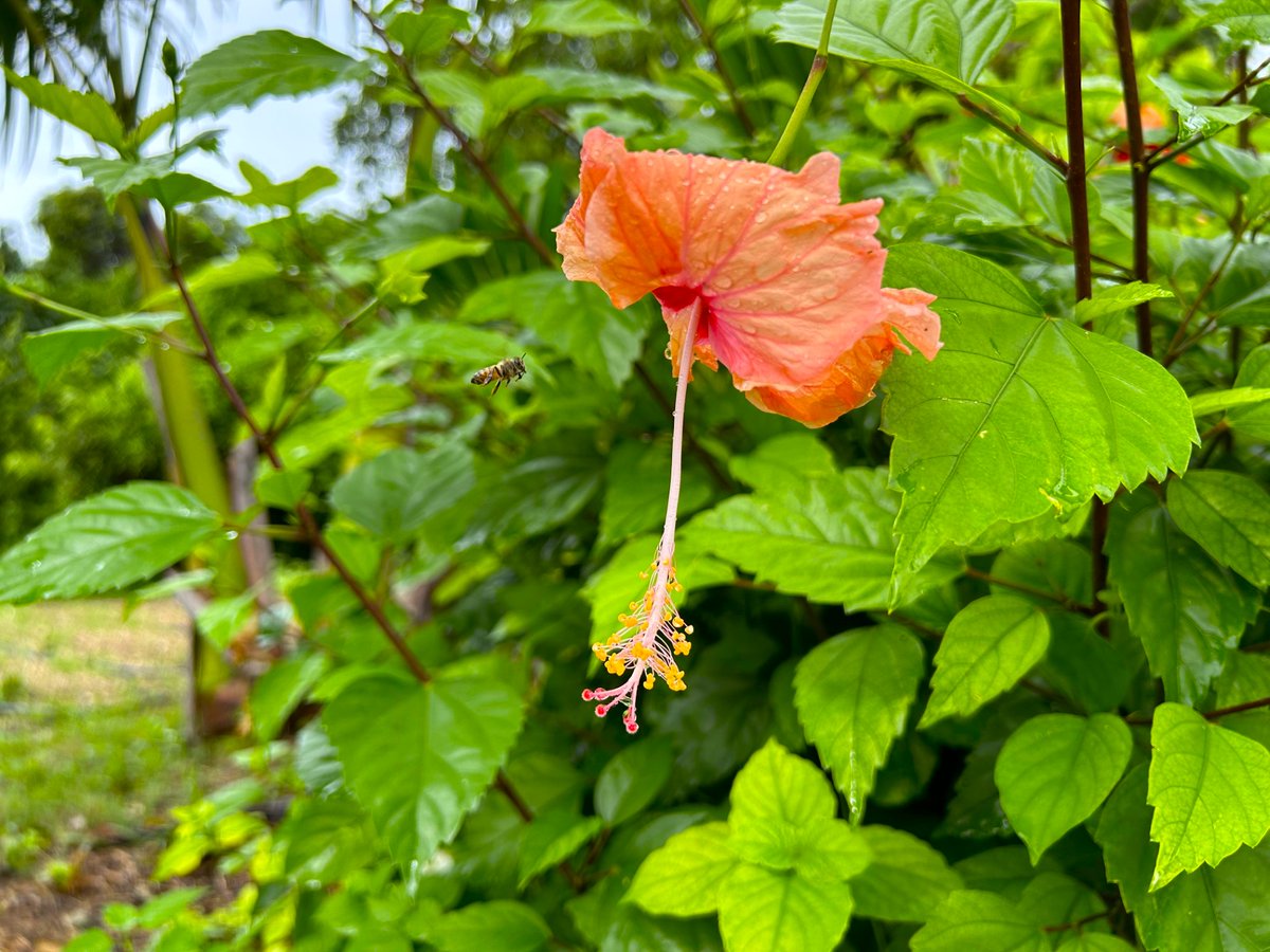 OneEleuthera's tweet image. Located on the Farm at CTI in Rock Sound, our Honey Shack is a nifty solar-powered building and FREE resource outfitted with equipment for Eleuthera's beekeepers to harvest &amp;amp; bottle their honey!  'Lutra Honey is a seasonal product of our very own hives at CTI. #Beeprotection #OEF
