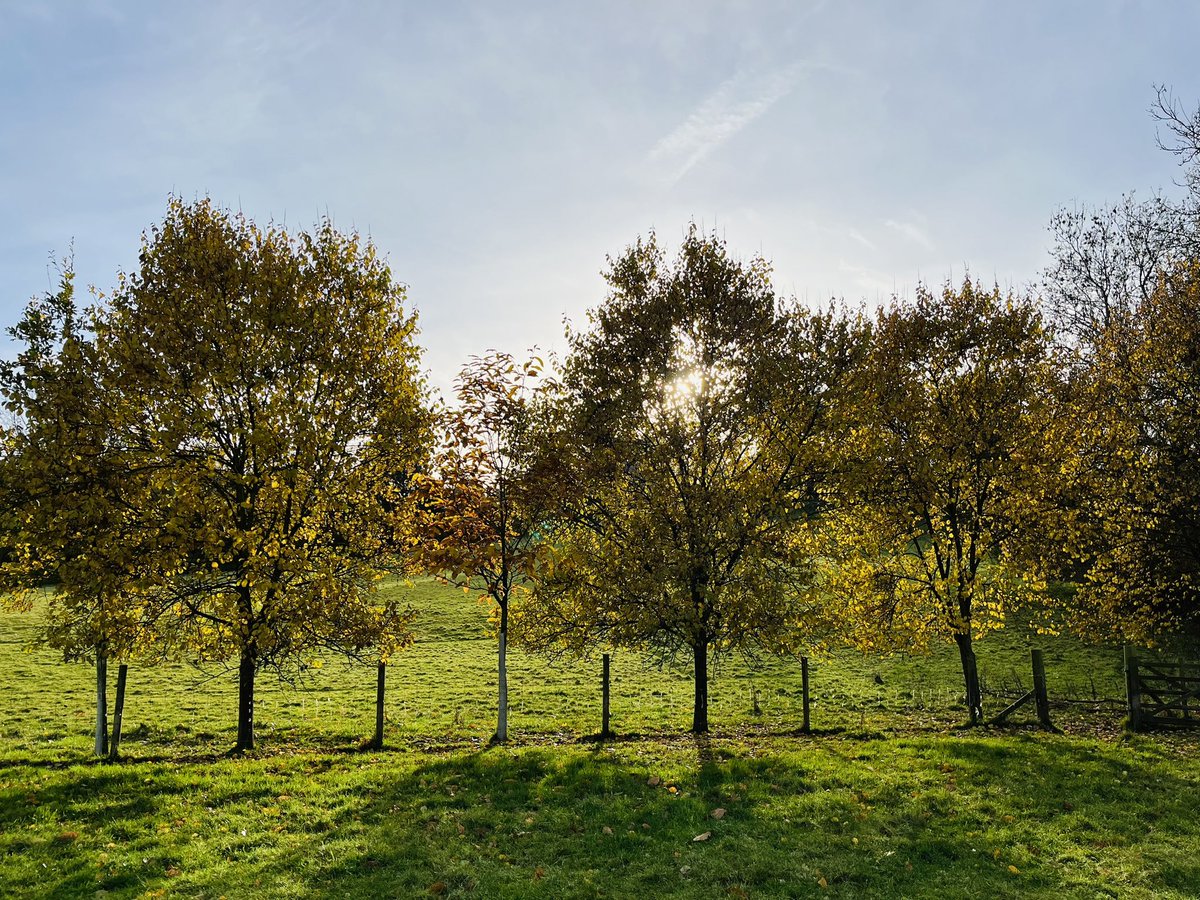 Nice little walk in the sunshine- Happy Friday! #GardeningTwitter #GardeningX #AutumnPhotography #AutumnVibes #FridayFeeling #NaturePhotography #gardentherapy #naturetherapy