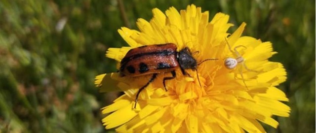 Ciudadanos pueden ayudar a identificar a los polinizadores chilenos usando su celular bit.ly/46eGIMB