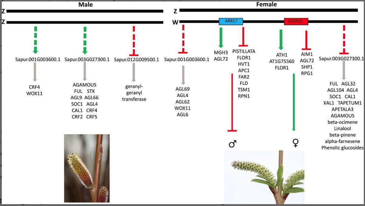 PlantDirectJ's tweet photo. Functional analysis of Salix purpurea genes support roles for ARR17 and GATA15 as master regulators of sex determination (Brennan Hyden, et. al.) @cornellwillow @CornellAgriTech @CornellCALS @ASPB @Wileyplantsci @SEBiology #PlantSci https://t.co/fUlR9onV7l https://t.co/ztgcb6J3mX