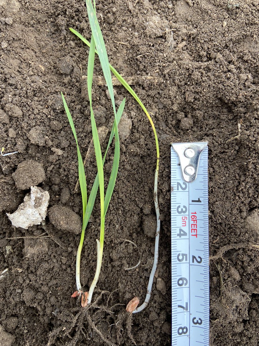 Que tan importante es la uniformidad temporal en emergencia de trigo?