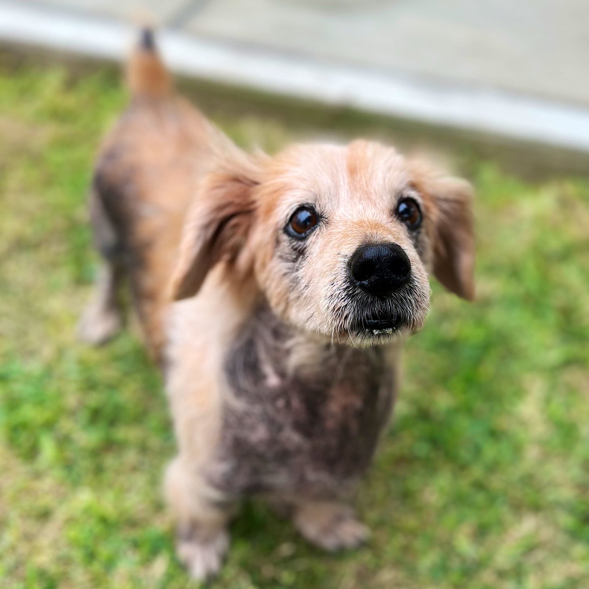 peravi's tweet photo. Fido se quedo sin apoyo y su proceso de recuperación en su caso, es lento pero estamos avanzando. Nos ayudas a pagar su temporal S/200 y comida S/ 120 🙏🏽  un RT 🙏🏽 https://t.co/DfzLAWC4zg