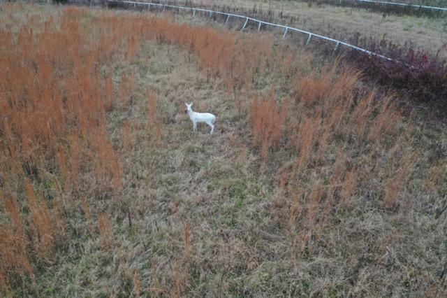Michael01685505's tweet photo. @tnwildlife https://t.co/3K9pcqqsH1