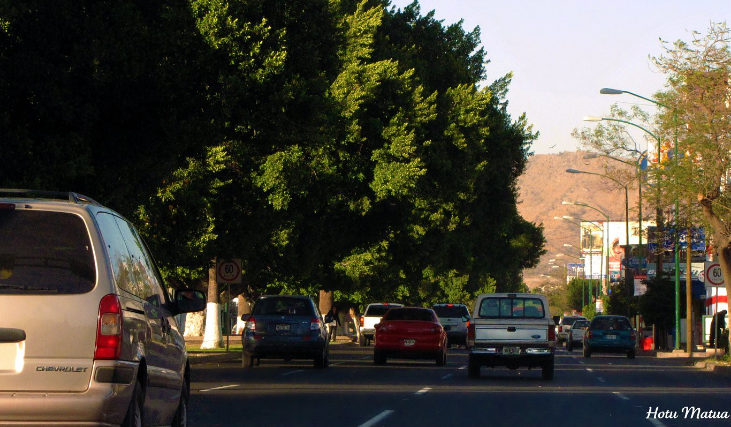 elalbertomedina's tweet photo. ¡#Hermosillo pierde sombra! 🌳

Están muriendo los árboles del bulevar Rodríguez: tienen cerca de 70 años y ya no pueden absorber agua.

Es momento de reforestar con especies nativas, como palo verde, palo fierro o mezquite.

Este ‘yucateco’ fue traído de la India y es de condiciones tropicales…