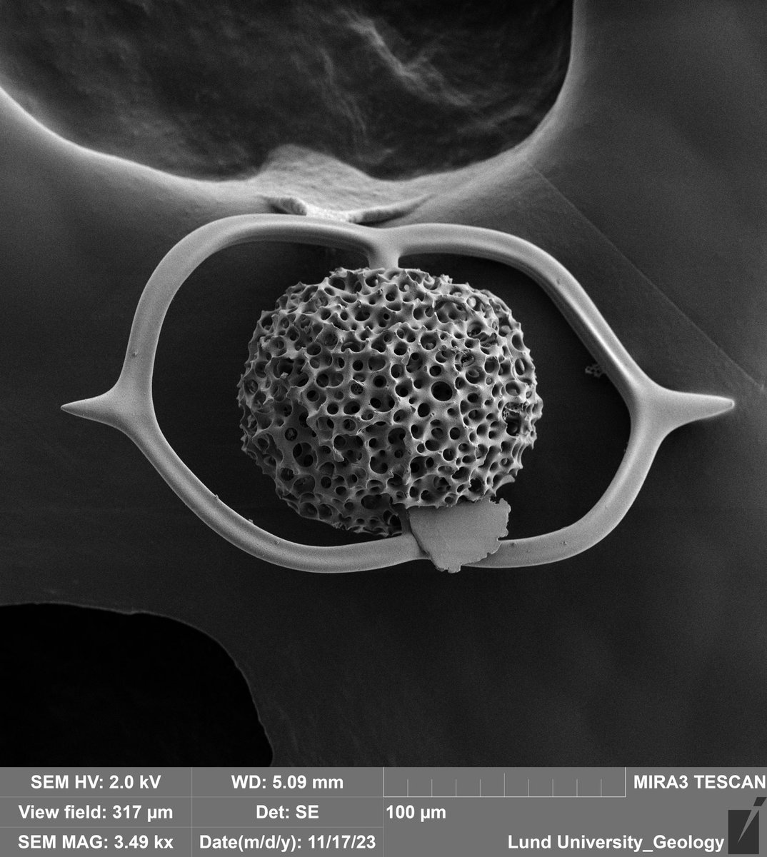 KarolinaBrylka's tweet photo. Not only diatoms are pretty 🙈#SEM https://t.co/sMvQPbRyj9