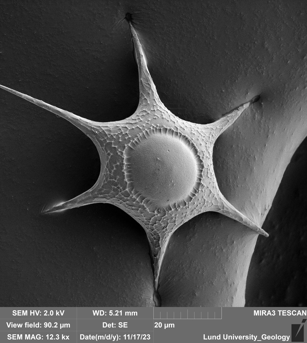 KarolinaBrylka's tweet photo. Not only diatoms are pretty 🙈#SEM https://t.co/sMvQPbRyj9
