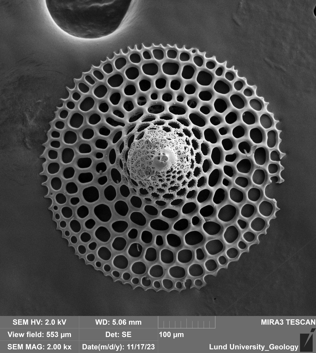 KarolinaBrylka's tweet photo. Not only diatoms are pretty 🙈#SEM https://t.co/sMvQPbRyj9
