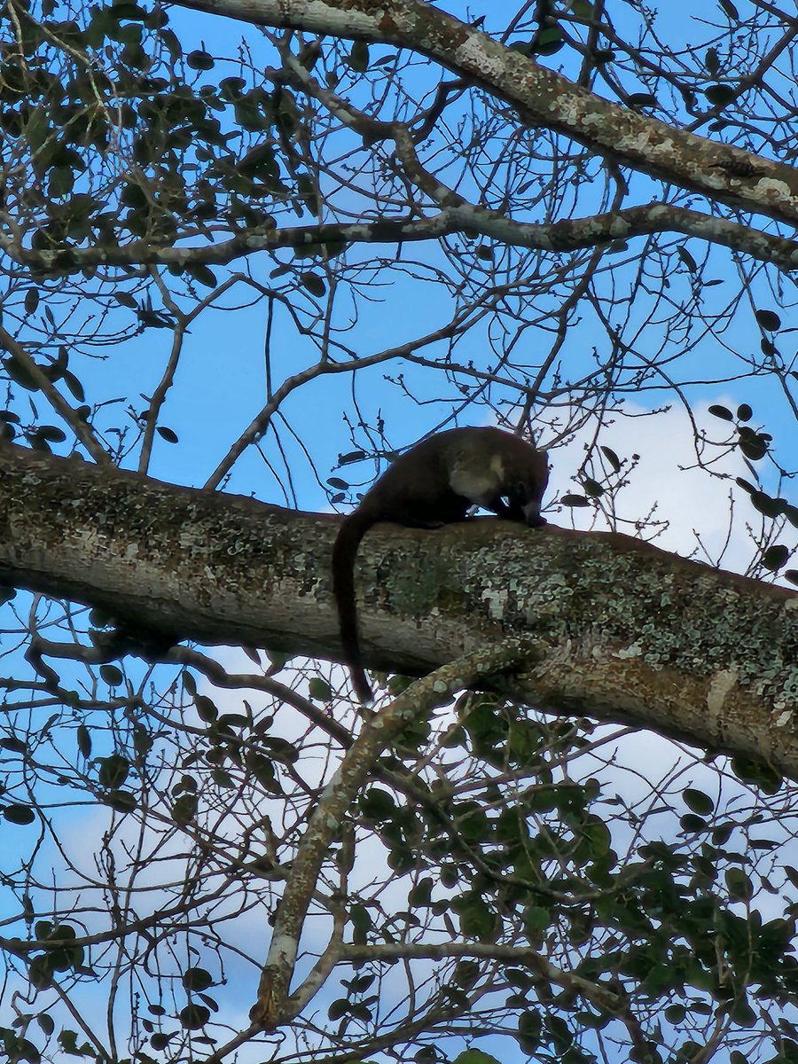 victorcervera's tweet image. A lo lejos algo se movía y resultó ser un pizote (tejón o coatí) encaramado en el árbol tranquilamente. 
Del monte yucateco al ciberespacio. Imágenes bonitas en medio de tantas cosas malas que pasan en el mundo. 
¡Buen fin de semana!
#Yucatán #pizote #coatí #tejón