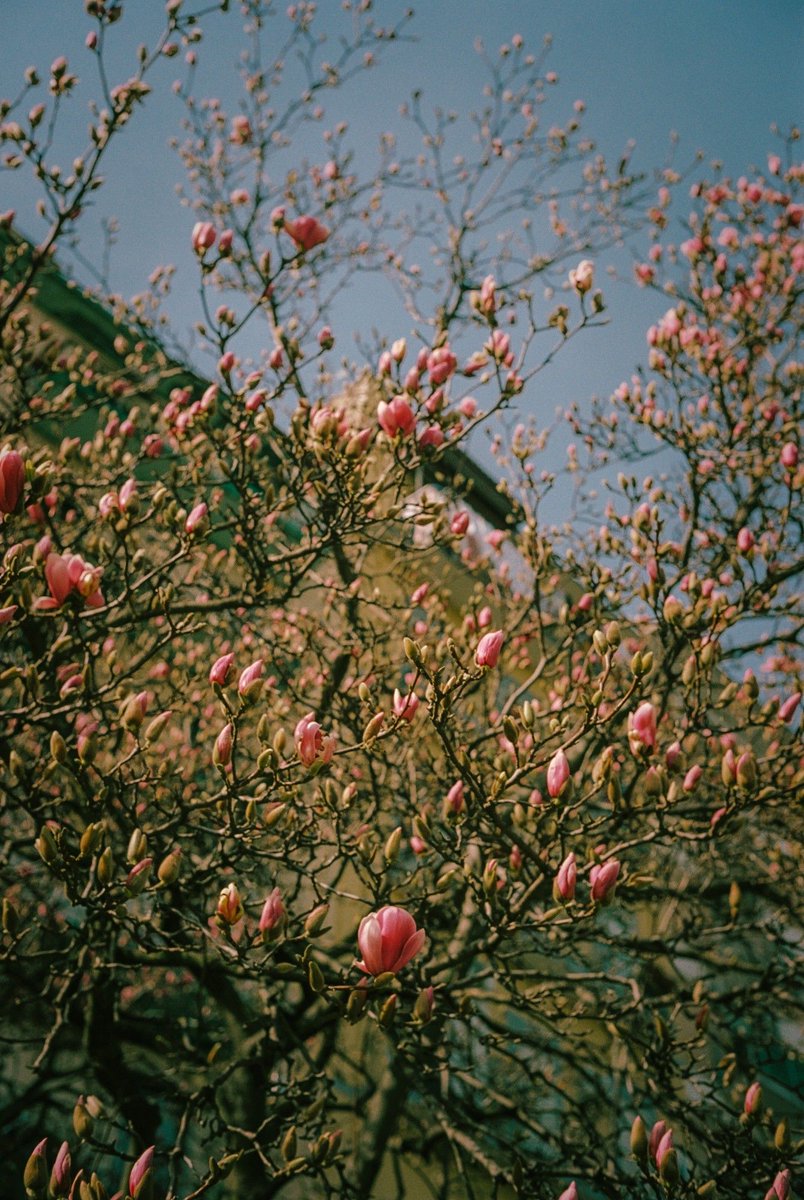 cratter's tweet photo. #Napoli in spring.
Shot on #madewithkodak, #LeicaM #35mmfilm.
...
#leicamag #loadfilm #streetphotography #photooftheday #photography #filmphotography https://t.co/LlKbDhYw5l
