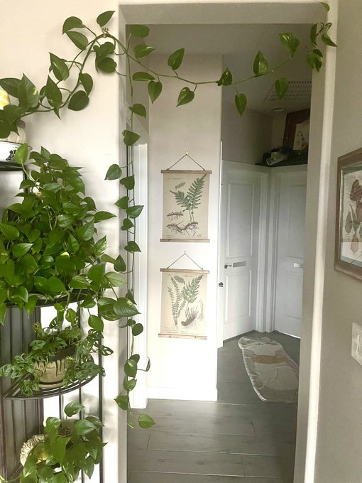 Plant wall: flourishing. https://t.co/bAz1r8BaE4