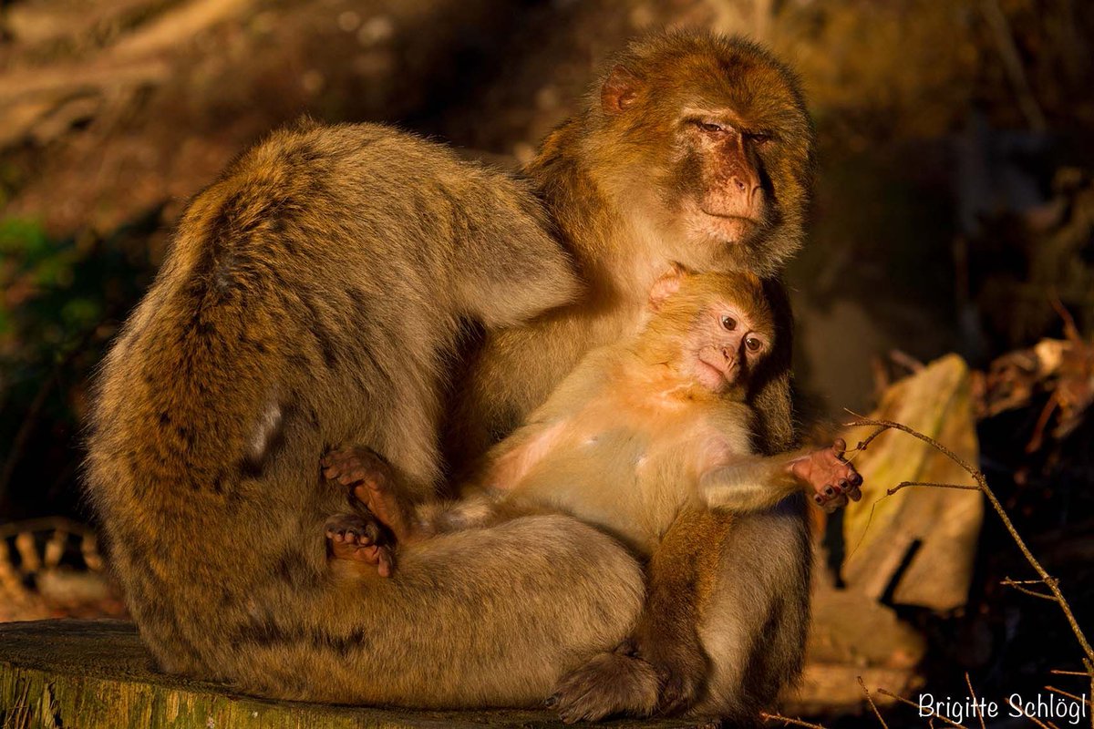 Affenbergsalem's tweet photo. Wir wünschen Dir ein schönes Wochenende. 😊 🐒 🍂 

#affenbergsalem #affenberg #herbst #monkey #weekend #wochenende #bodensee https://t.co/uuWGeRirbL