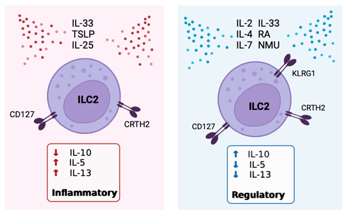 'Discover the crucial role of IL-10 producing ILC2 in asthma regulation. Check out this informative article: buff.ly/3R1Ahbi #ILC2 #asthma'