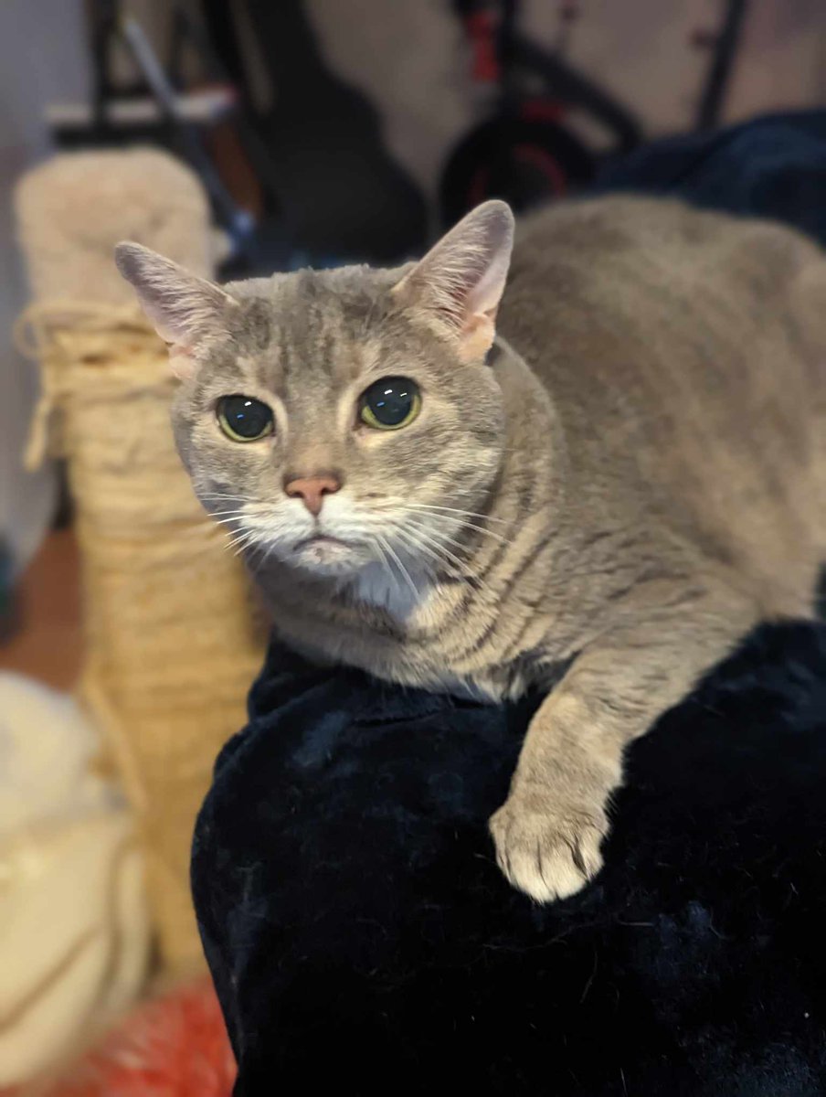 Willow says have a purrrrfect Friday!
